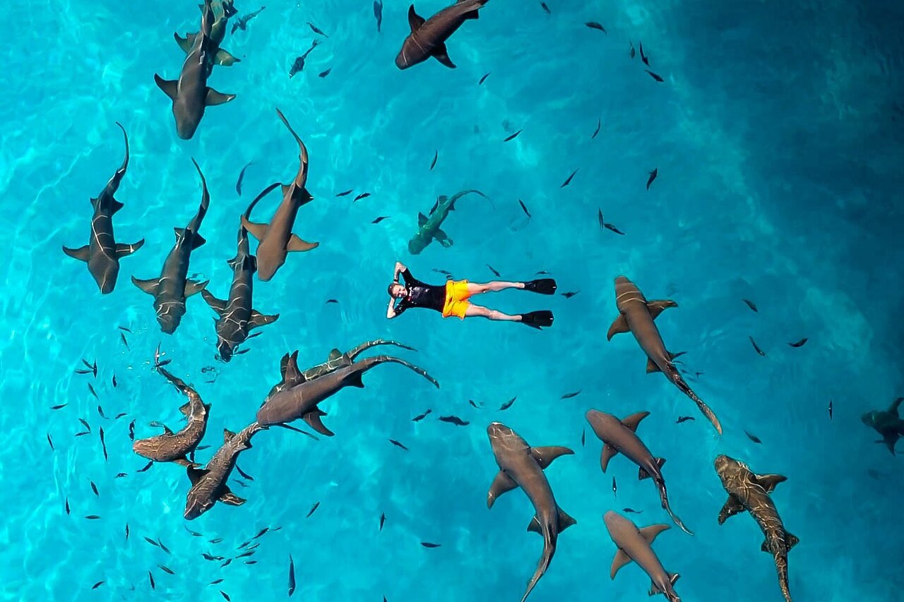 Whale Shark Adventure